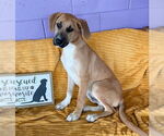 Small Labrador Retriever Mix