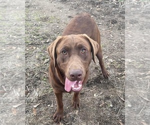 Mother of the Labrador Retriever puppies born on 06/15/2025