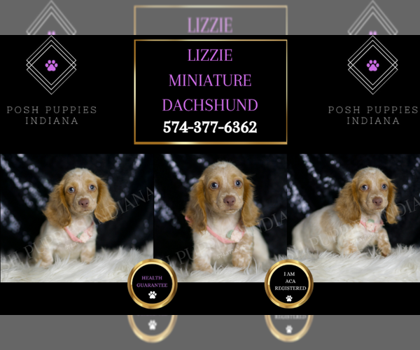 Medium Photo #6 Dachshund Puppy For Sale in WARSAW, IN, USA