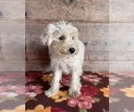 Small #6 Schnauzer (Miniature)