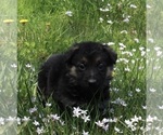 Small Photo #2 German Shepherd Dog Puppy For Sale in FREDERICKSBURG, OH, USA