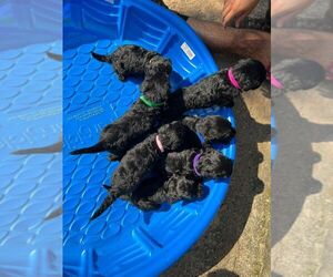 Double Doodle Puppy for sale in ACWORTH, GA, USA