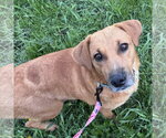Small Labrador Retriever Mix