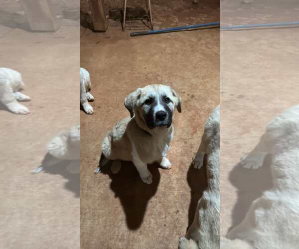 Medium Photo #6 Anatolian Shepherd-Great Pyrenees Mix Puppy For Sale in Higley, AZ, USA