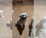 Small #5 Anatolian Shepherd-Great Pyrenees Mix