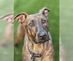 Holland Shepherd Dogs for adoption in Marina Del Rey, CA, USA