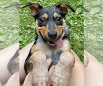 Small #6 German Shepherd Dog Mix