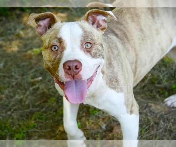 Medium Photo #1 Staffordshire Bull Terrier-Unknown Mix Puppy For Sale in Tallahassee, FL, USA