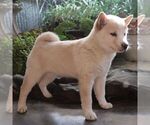 Small #1 Shiba Inu
