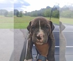 Small #5 American Bully