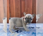 Small #4 French Bulldog