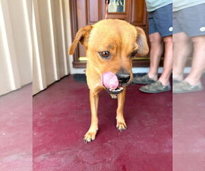 Puggle Dogs for adoption in Lake Elsinore, CA, USA