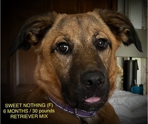 Retriever -Unknown Mix Dogs for adoption in pomfret, CT, USA