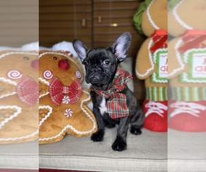 French Bulldog Puppy for sale in CAPE CORAL, FL, USA