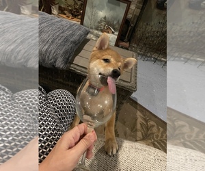 Shiba Inu Puppy for sale in ODIN, IL, USA