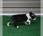 Small Photo #22 Boston Terrier Puppy For Sale in MACON, GA, USA