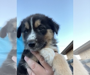 Border Collie Puppy for sale in LEVELLAND, TX, USA