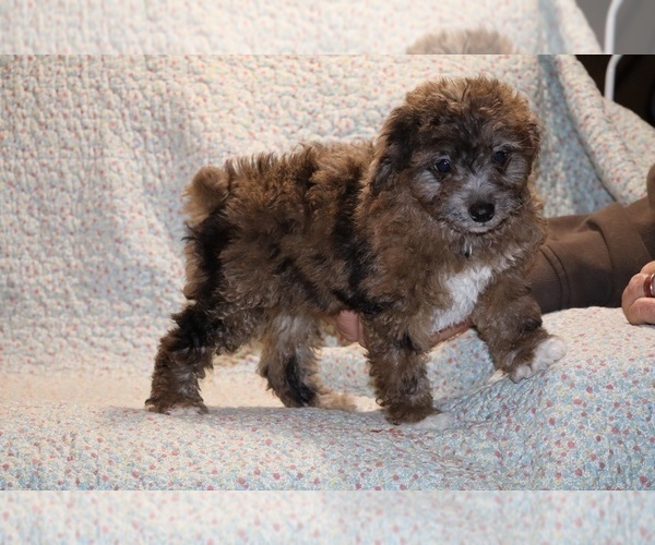 Medium Photo #1 Poodle (Toy) Puppy For Sale in DYERSBURG, TN, USA