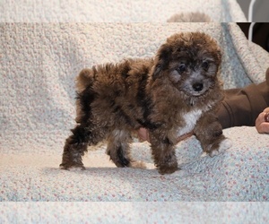 Poodle (Toy) Puppy for Sale in DYERSBURG, Tennessee USA