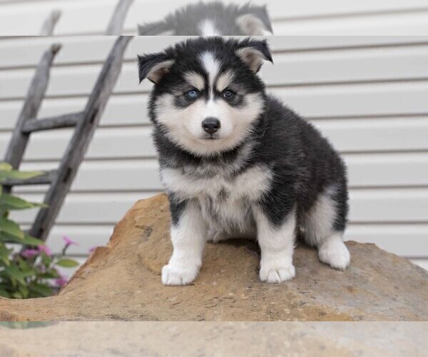 Medium Photo #3 Pomsky Puppy For Sale in FRESNO, OH, USA