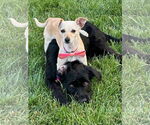 Small #11 Wirehaired lab