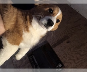 Pembroke Welsh Corgi Puppy for sale in ARTHUR, IL, USA