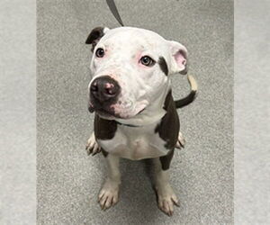 American Pit Bull Terrier-Unknown Mix Dogs for adoption in Palmetto, FL, USA