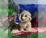 Small #14 YorkiePoo