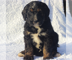Bernedoodle-Poodle (Standard) Mix Puppy for sale in DENVER, PA, USA