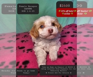 Poovanese Puppy for sale in TUCSON, AZ, USA