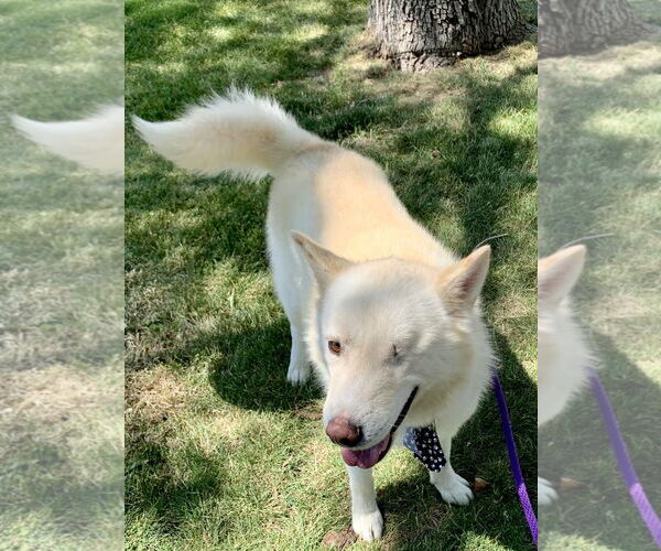 Medium Photo #2 Siberian Husky Puppy For Sale in Cedar Crest, NM, USA