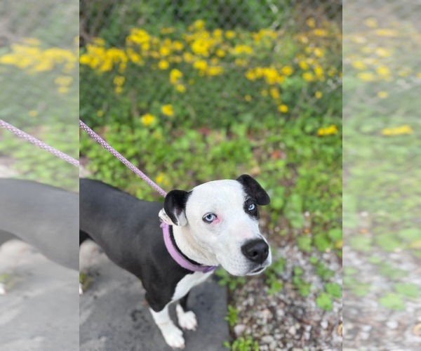 Medium Photo #3 Mutt Puppy For Sale in Hinton, WV, USA