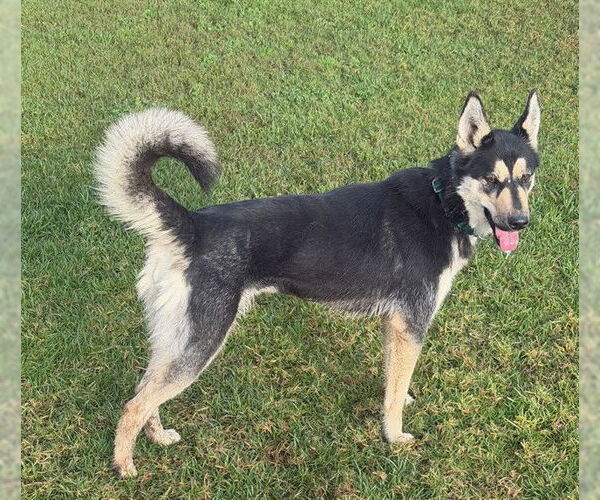 Medium Photo #1 Siberian Husky Puppy For Sale in Riverside, CA, USA