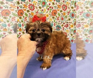 Mal-Shi Puppy for sale in WINNSBORO, LA, USA