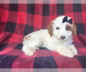 Cavapoo Puppy for sale in LAKELAND, FL, USA