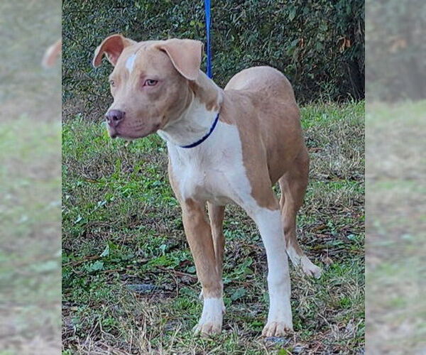 Medium Photo #2 American Pit Bull Terrier-Unknown Mix Puppy For Sale in Wetumpka, AL, USA