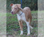 Small #1 American Pit Bull Terrier Mix