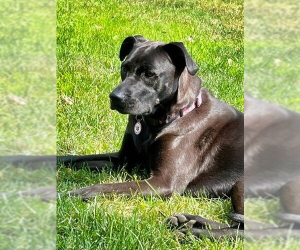 Medium Photo #6 Labrador Retriever-Unknown Mix Puppy For Sale in Minneapolis, MN, USA