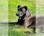Small #5 Labrador Retriever Mix