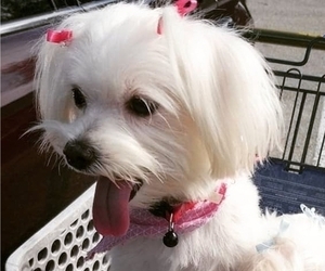 Mother of the Maltese puppies born on 12/28/2025