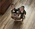Small Photo #1 French Bulldog Puppy For Sale in DETROIT, MI, USA