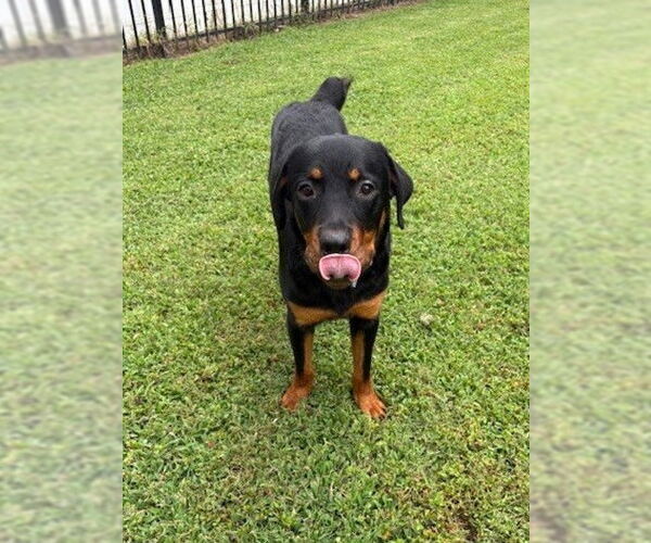 Medium Photo #5 Rottweiler-Unknown Mix Puppy For Sale in White Hall, AR, USA