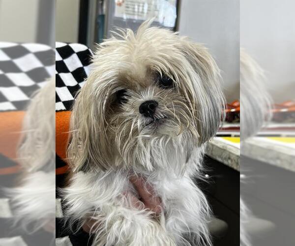 Medium Photo #1 Shih Tzu-Unknown Mix Puppy For Sale in Pasadena, TX, USA