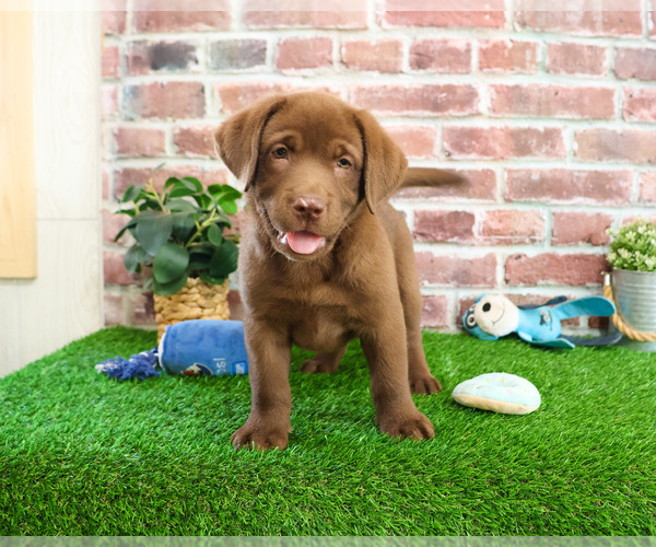 Medium Photo #3 Labrador Retriever Puppy For Sale in SYRACUSE, IN, USA