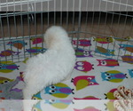 Small Photo #6 Bichon Frise Puppy For Sale in ORO VALLEY, AZ, USA