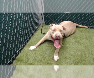 Mutt Dogs for adoption in Downey, CA, USA