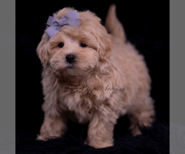 Medium Photo #97 Maltipoo (Miniature) Puppy For Sale in WARSAW, IN, USA