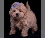 Small Photo #97 Maltipoo (Miniature) Puppy For Sale in WARSAW, IN, USA