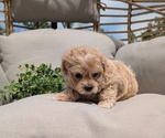 Small Photo #21 Maltipoo Puppy For Sale in GOSHEN, IN, USA