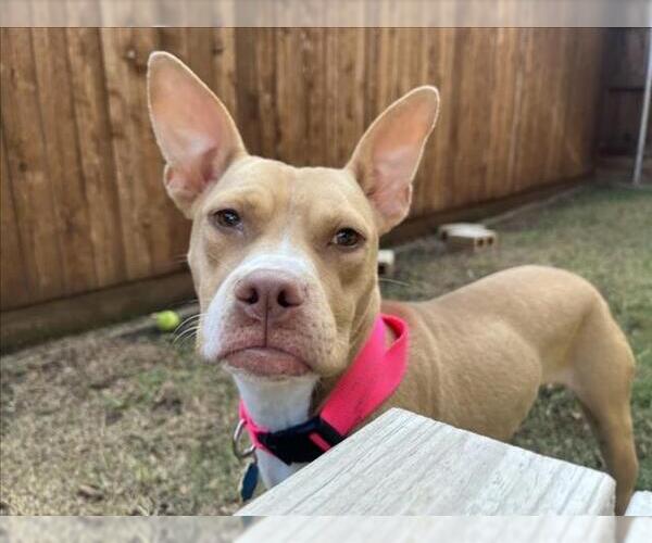 Medium Photo #1 Mutt Puppy For Sale in Plano, TX, USA